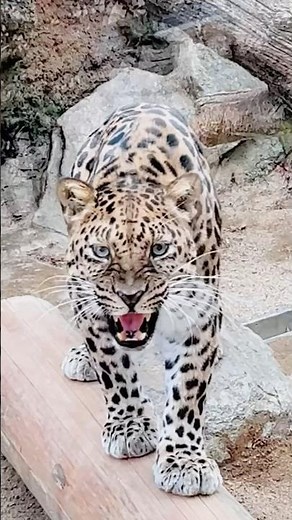 He Sees Something We Can’t… | Amur Leopard