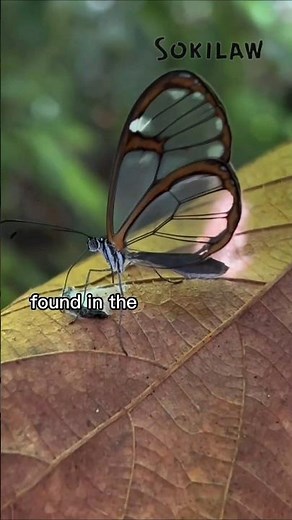 Glasswing Butterfly – The Invisible Beauty of the Jungle 🦋✨