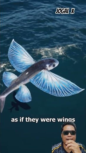 Ikan terbang indosiar