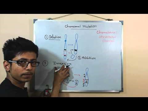 Chromosomal mutations | deletion mutation