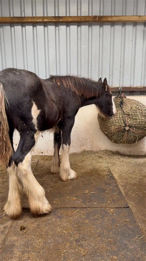 1.8K views · 66 reactions | So baby Archie leaves for his new home in Scotland in a few days time gbsct As normal we’ve taken weaning in nice stress free stages, he left his mum nearly a month ago and today we separated him from Angus and baby Merlin. Tiny has stepped up to be head babysitter until Archies departure. As you can see he’s handled it like a pro, Well done Archie  | Regal Shires & Clydesdales | Facebook