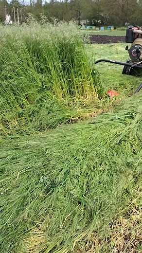 Small Motorized Grass Cutter in Action