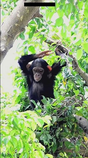 Bonobo Now and Then #cute #bonobo #nature #endangered