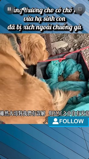 332K views · 10K reactions | Chó mẹ sinh con #cho #meo #chomeo #thucung #vatnuoi | Thế Giới Quanh Ta | Facebook