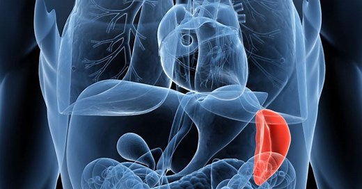 Baço: entenda a importância do órgão