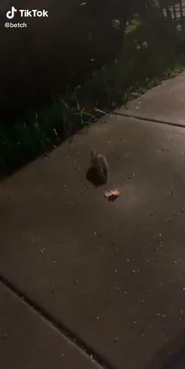 Rat jumps and screams meme