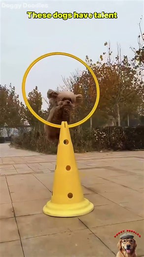 These dogs have talent #dogs #animals #shorts