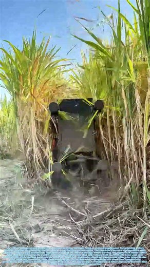 Stripping the Stalks: How a Leaf Remover Turns Standing Cane Into Harvest-Ready Crop