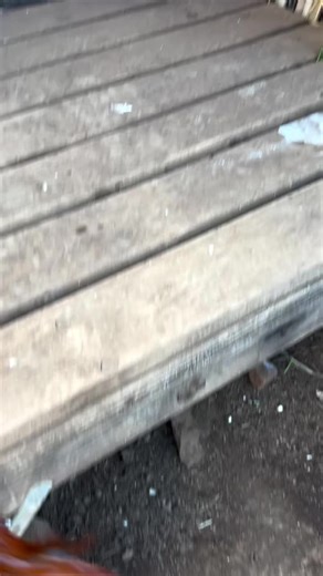 James gamefowl (@james.gamefowl)’s videos with original sound - James gamefowl