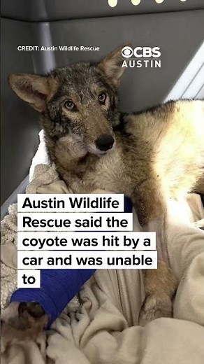 Austin Wildlife Rescue releases rehabilitated coyote after nine months of care