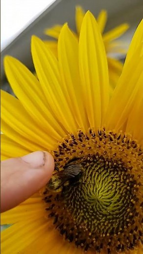Petting a Bumble Bee