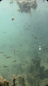 Abundant life below the surface of Sandia Springs near Balmorhea, Texas. This small oasis in the desert supports 7 threatened and endangered species including the Comanche Springs Pupfish and Pecos Gambusia which also occur throughout our own Balmorhea State Park. #westtexas #desertlife #texassprings | Texas Rivers & Streams - Texas Parks and Wildlife