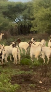 WHY WE NEVER MIX GOATS AND SHEEP AT LECOLD FARMS In small-scale farming, mixing goats and sheep in the same kraal is very common — mostly for convenience. But biology does not respect convenience. At Lecold Farms, we separate goats and sheep by principle, because their physiology, feeding behaviour, and stress responses are different. When they share a kraal, sheep almost always thrive while goats underperform. Here’s why: 👉Feeding Behaviour (Grazers vs Browsers) • Sheep are grazers — they eat 