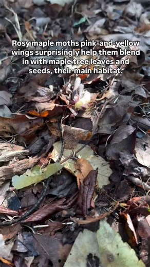World of Wonders on Instagram: "Camouflage Trick 🍂 : Rosy maple moths pink-and-yellow wings surprisingly help them blend in with maple tree leaves and seeds, their main habitat. . . Credits : @selfproclaimedfairy . . #NaturalCamouflage #MapleTreeLife #NatureBlends #HiddenInPlainSight #WildAdaptations #Rosymaplemoth #moth"