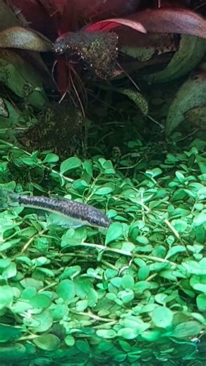 otocinclus affinis #aquascaping