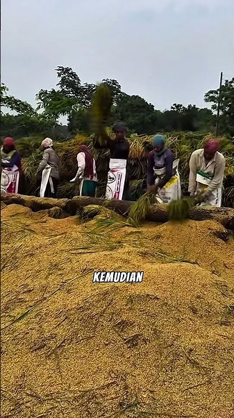 Manual rice threshing #agriculture #gardeningtips #smarttricks #fruits #gardening