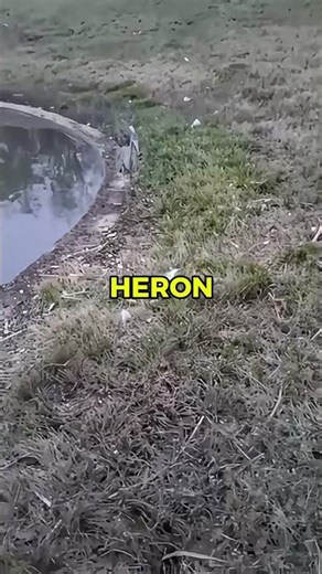 This Heron Didn’t Eat This Fish (Heron Fish Release)