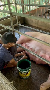 Si little hograiser ko muna mag hot compress kay mamapig Ava❤️🙏 # #backyard #pigfarming | Jonalyn Antipuesto Escoreal