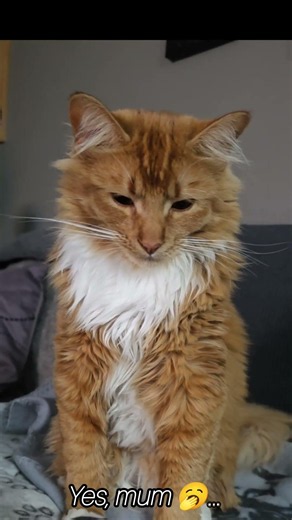 Kiwi is so tired 🥱 and mum knows the feeling too! 🫩 Is it the weekend yet? 😅🥝🧡 #sotired #cat #orange
