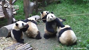 #MoodBooster Who is the luckiest panda? Yep, Mao Tao got the apple at last! PS: This is to train the strength of panda’s hind legs, but Grandpa Tan is too soft-hearted~ | iPanda