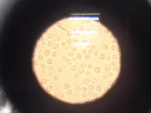 PMPM专研成分原料，创新中国酵母菌种专利。携手中国酵母研发权威机构——江南大学化妆品创新中心进行联合研发，共同打造专利成分PMPM EquilYeast™酵母菌溶胞物提取物，通过对酵母菌种的重构，创新研发新型菌种。多道精细科技提取工艺，富集更多核心活性物精粹，直击肌肤初老的问题源头。PMPM从成分原料出发，用中国钻研精神，努力为当代年轻人面对的肌肤问题带来更优解法。#PMPM #油液精华