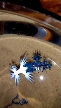 Blue Dragon Sea Slug eating a Portuguese Man O' War