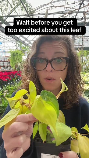 Understanding Random Variegation in Houseplants