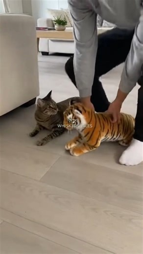Cat VS Fake Tiger Prank! | Hilarious Reaction! #shorts #cat #tiger #shortsvideo #shortsfeed