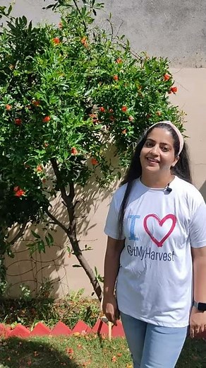 Tips for Healthy Flowering on Pomegranate Tree | How to get more fruits on Pomegranate Tree #Shorts