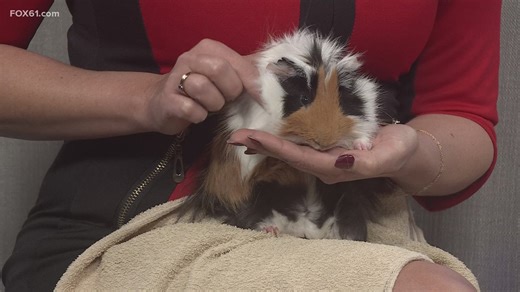 Pet on the Set | Screech the Guinea pig