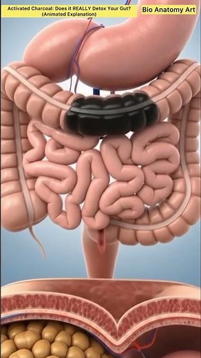 Activated Charcoal: Does it REALLY Detox Your Gut? (Animated Exploration)|Bio Anatomy Art|Gut Health