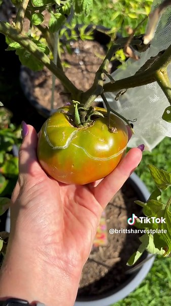 Celebrating Harvest Time: Tips for a Bountiful Garden