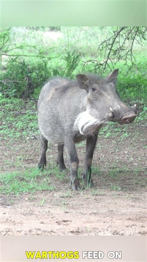 Warthog: The Tough Survivor of Africa’s Wild | The Warthog Trick That Saves Its Life Every Time