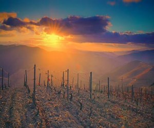 sunset series live wallpaper free