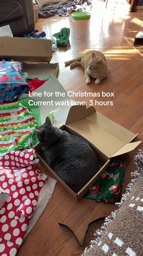 The biggest queue of the day, a year-round wait #holiday #holidays #catsoftiktok #cat #fyp