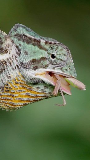 Chameleons… what a totally bizarre and super cool species! | Coyote Peterson