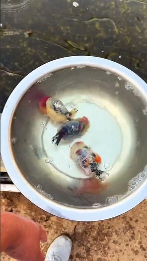 Kirin goldfish, it's time to lay eggs! The water temperature is suitable! #fish #fishkeepinghobby
