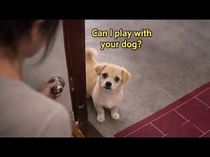 A Puppy "Knocked" on My Door Every Day to Call My Dog—The Truth Broke My Heart