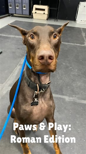 Roman and Dax showing us how much fun playtime can be when the vibes are right. Lots of movement, happy bounces, and big smiles all around. This kind of play is what makes our day. 🐾 Who do you think had more fun, Roman or Dax? 📍 Serving in Salt Lake City, Utah 🐶 📞 Contact us: (801) 613-1364 🌐 Website: trainwalkpoop.com #trainwalkpoop #dogtraining #wherepuppieslearnexcellence #playtimefun | Train Walk Poop