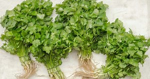 Estos son los beneficios de tomar té de cilantro
