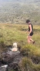 Sheep Rescue 🐑 | Animal Wonders