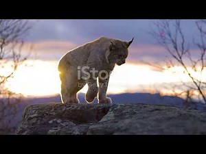 10 Amazing Facts About the Eurasian Lynx!