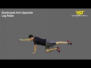 Quadruped Arm Opposite Leg Raise Exercise