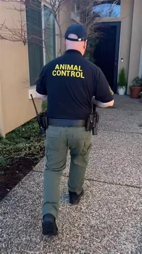 Take a peek at a day in the life of one of our animal control officers. No two days are ever the same! From unexpected calls to heart-warming moments, hop in for a volunteer ride-along and see what the job is really like. Meet Officer Dan, an Animal Control Officer for 8 years (5 of those with PCAS), whose experience, dedication, and love for animals shine through on every call. We’ve picked up a few Great Pyrenees lately, so if the one in this video is yours—or if you recognize any of the Great