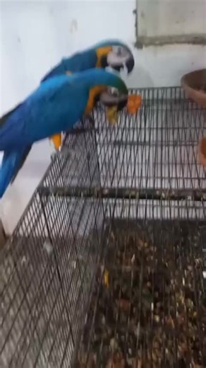 Talking Macaw | #macaws #talkingbirds #shaikhtanveer