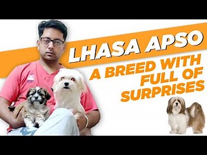 Lhasa Apso, A breed with full of surprises | Lhasa Apso breed guide | Know about Lhasa Apso