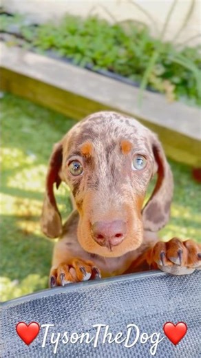 Oh my goodness cute dog alert 🚨 #puppy ❤️😲#cutedog #shorts #pets