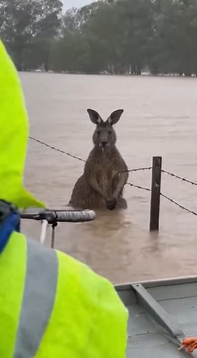 🦘 Dinghy Team Saves Drenched Kangaroo — Gentle Chest‑Loop Lift from Flood Fence | Animal Awareness AI