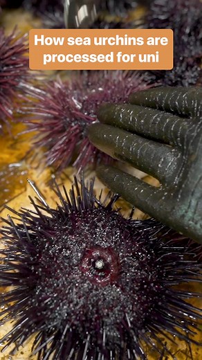 21M views · 212K reactions | This is how sea urchins are processed for food. #seafood #delicacy #uni | Business Insider | Facebook