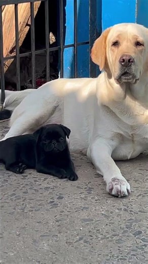 Baby Pug Play With Lady Labrador LADDO #lab #labradorretriever #labrador